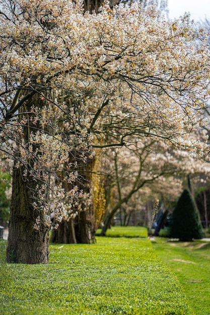 Cherry blossoming trees and sun light in park Sakura Cherry blossom alley Wonderful scenic park with rows of flowerind cherry sakura trees and green lawn in spring Sun rays in pink bloom