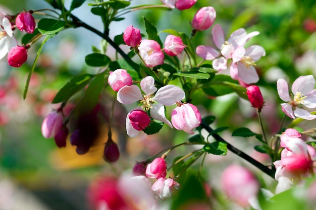 Cherry blossoming with pink flowers in the spring season