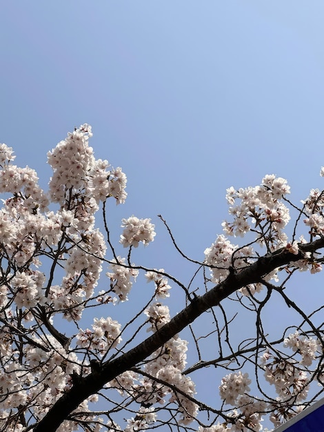 Cherry blossoms against a blue sky