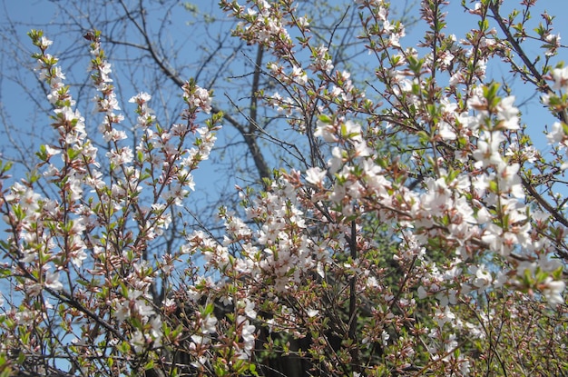 Cherry blossoms against a bright blue sky