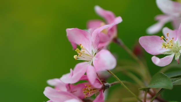 the cherry blossoms are in full bloom wide format with copy space for text