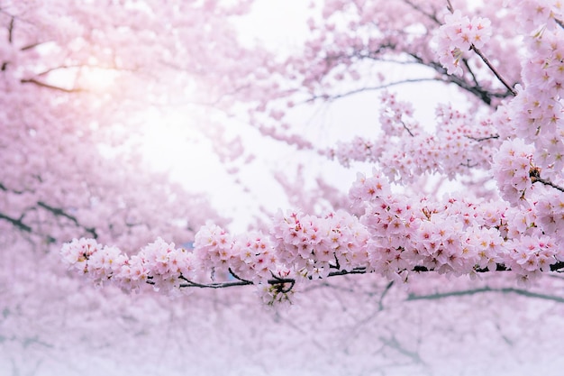 Cherry blossoms blooming in Spring Spring background Cherry blossoms in nature with soft focus