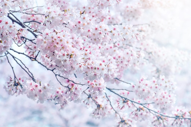 Cherry blossoms blooming in Spring Spring background Cherry blossoms in nature with soft focus