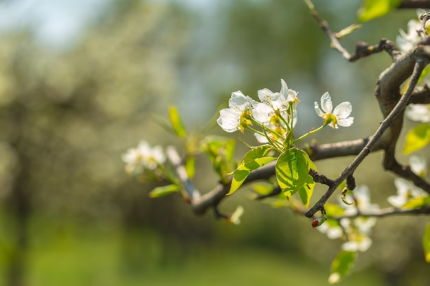 Cherry blossoms over blurred nature 