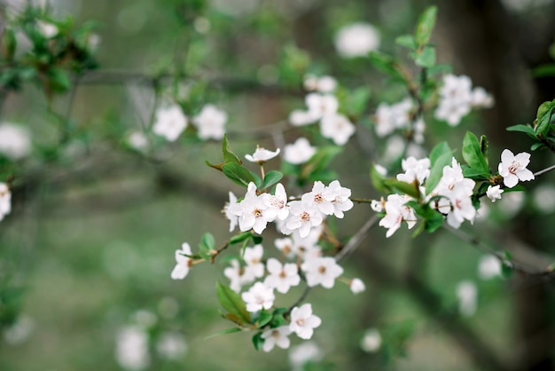 Cherry blossoms in full bloom. Cherry blossoms in small clusters on a branch of a cherry tree