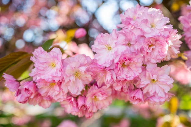 Cherry blossoms in the garden beginning of spring April bloom