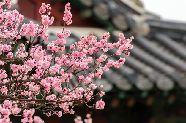 Cherry blossoms in a garden at Seoul South Korea