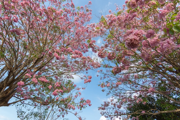 Cherry blossoms pink trumpet blooming tree