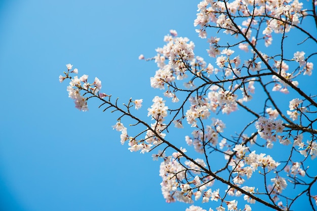 Cherry Blossoms Sakura background with a clear sky during spring season in Kyoto Japan