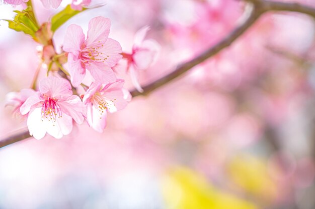 Cherry blossoms spring cherry blossoms flowers cherry blossom viewing sunbeams blue sky seaso