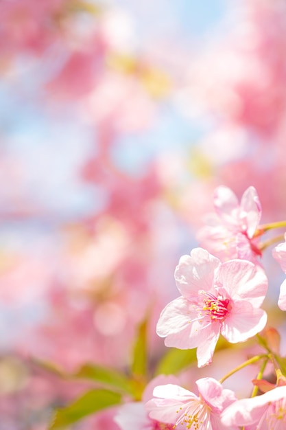 Cherry blossoms spring cherry blossoms flowers cherry blossom viewing sunbeams blue sky seaso