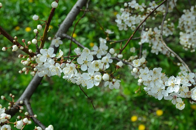 cherry blossoms in spring closeup