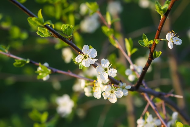 Cherry blossoms in spring park Beautiful tree branches with white flowers in warm sunset light