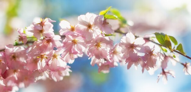 Cherry blossoms. Spring postcard.