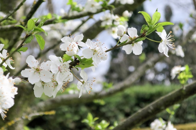 Cherry blossoms in spring