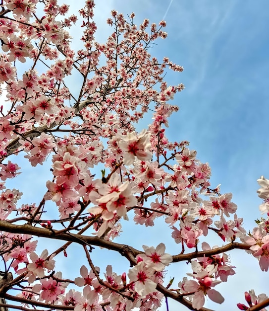 Cherry blossoms in springtime