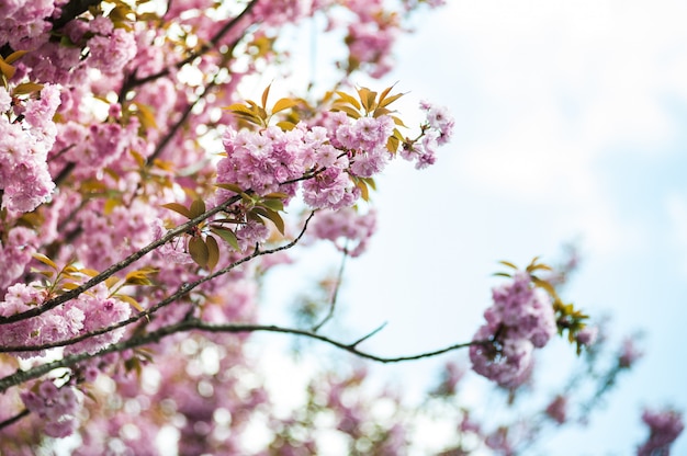 Cherry blossoms on a tree