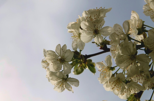 Cherry blossoms, white flowers on a branch against the sky