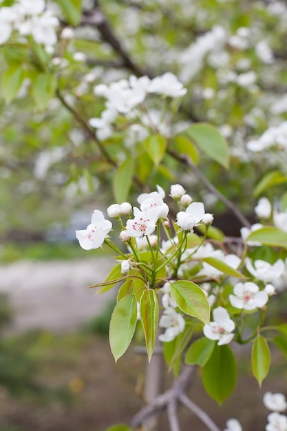 Cherry blossoms with white petals in spring on a sunny day selective focus