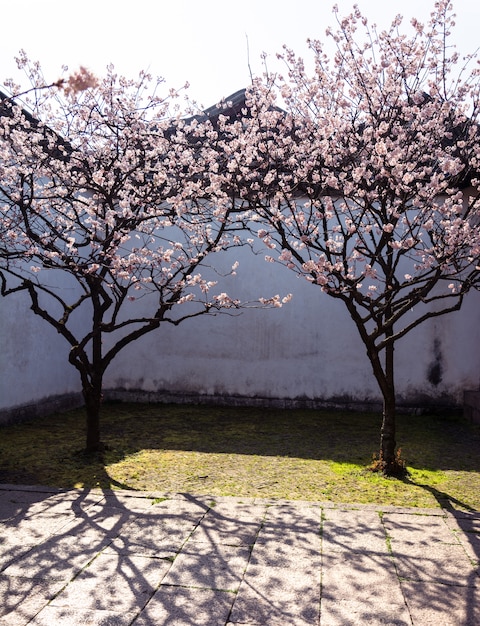 Cherry blossoms in the yard