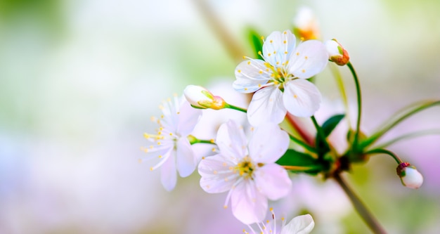 Cherry Blossoms