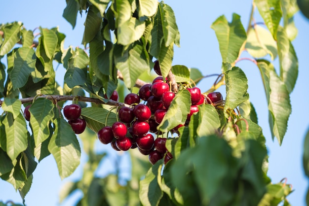 Cherry branch against the sky on blue