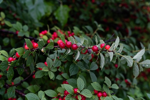 Cherry branch Red ripe berries on the cherry tree