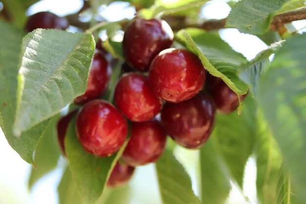 Cherry branch Red ripe berries on the cherry tree