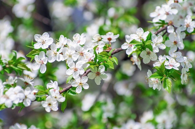 Cherry branch with beautiful background