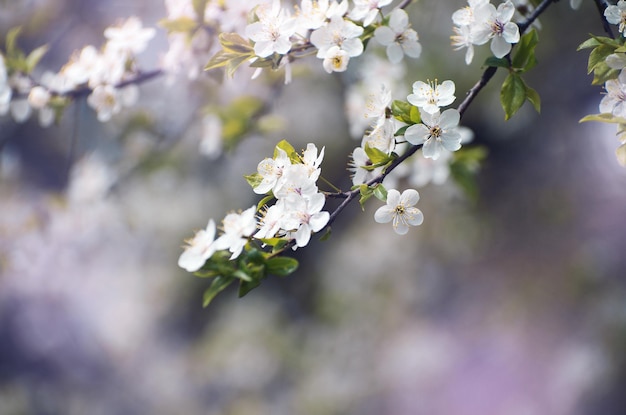 Cherry branch with beautiful background