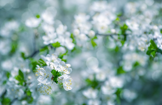 Cherry branch with beautiful background