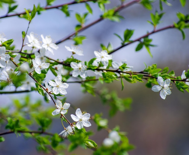 Cherry branch with beautiful background