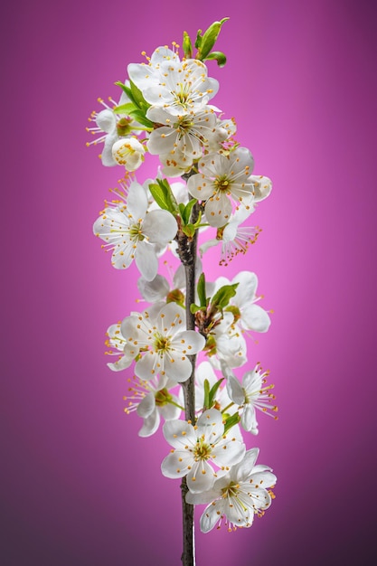 Cherry Branch with Blooming Flowers Buds on a Pink Background