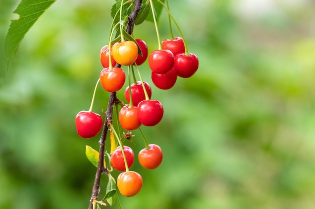 Cherry branch with red berries in the garden Growing cherries