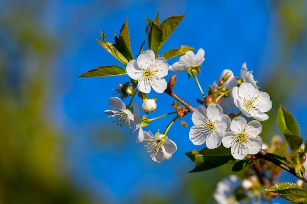 Cherry branch with white flowers on a background of blue sky