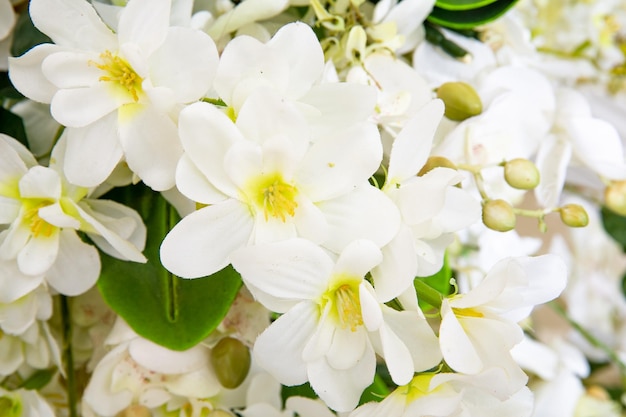 Cherry branch with white flowers over white