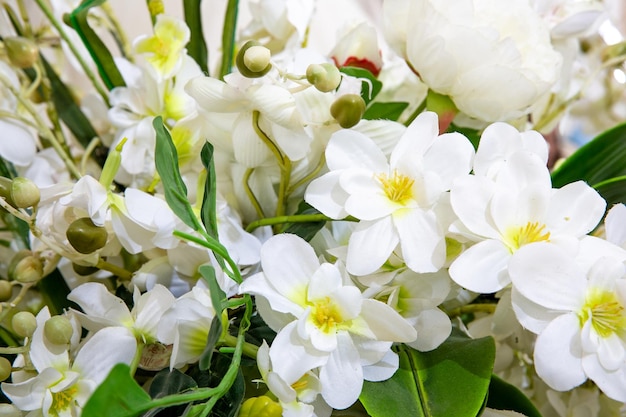 Cherry branch with white flowers over white