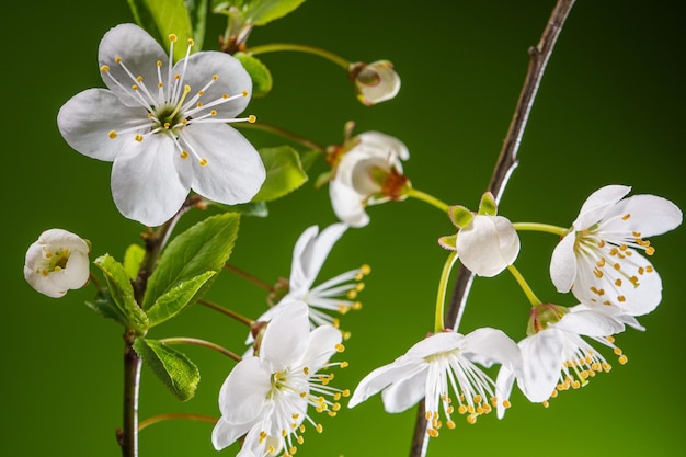 Cherry Branches with Blooming Flowers Buds on a Green Background Cherry Orchard Blossom in Spring