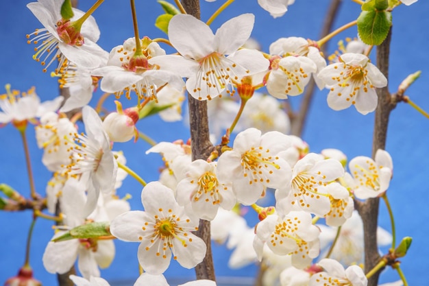 Cherry Branches with Many Blooming Flower Buds on a Blue Background