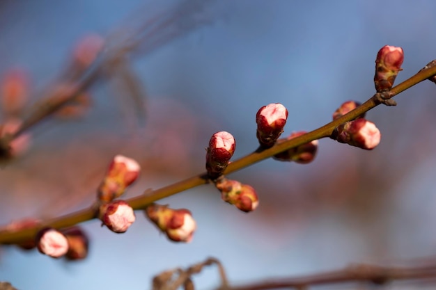 Cherry buds on the branches of a cherry tree in early spring