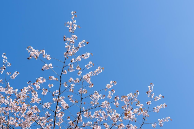 Cherry cherry blossoms on a blue sky background