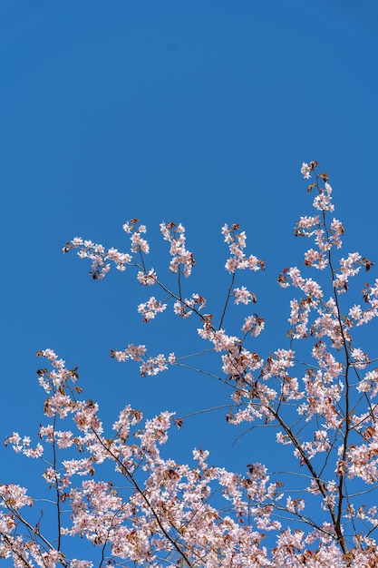 Cherry cherry blossoms on a blue sky background