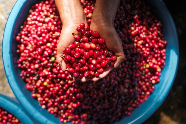 Cherry coffee beans,red coffee In the sack and on the hand