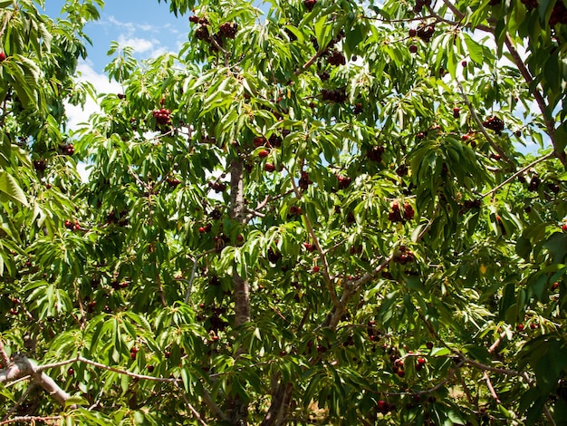 Cherry farm on western slopes of Colorado.