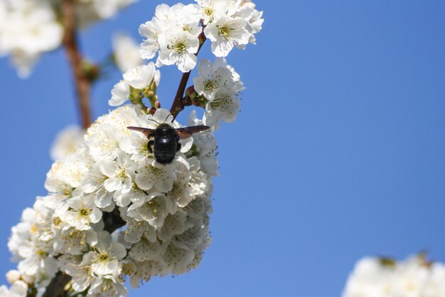 Cherry flower and bee background during the spring in Jerte valley