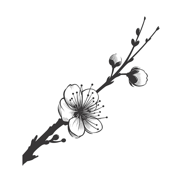 Cherry flower blossom botanical art Spring tree hand draw doodle vector illustration Ink sketch