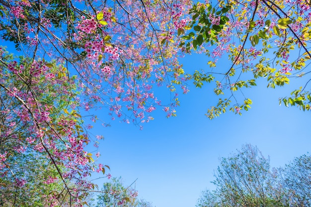 Cherry flower Prunus cerasoides or Wild Himalayan Cherry,Giant tiger flower in Phu Lom Lo ,Phetchaboon, Thailand.