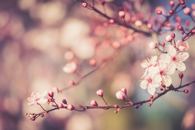 cherry flower sakura