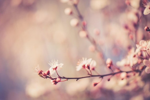 cherry flower sakura