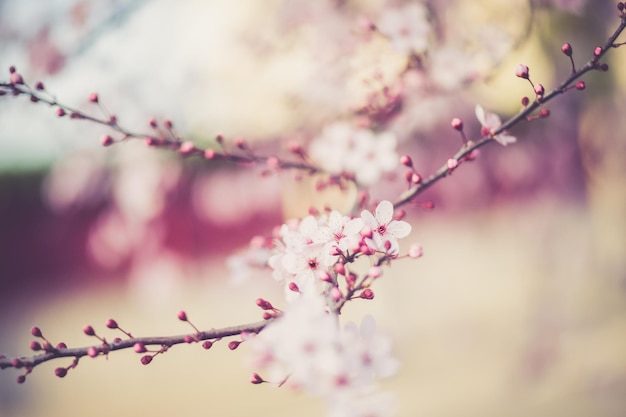 cherry flower sakura